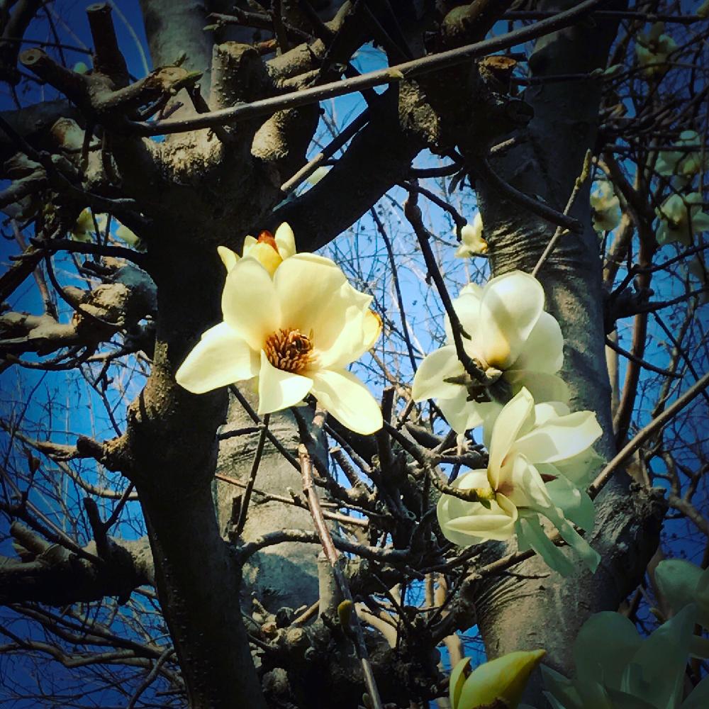 白木蓮の投稿画像 By にゃーんさん 花好きさんと繋がりたいと樹木とハクレンと春を感じる花と白い花 17月3月24日 Greensnap グリーンスナップ