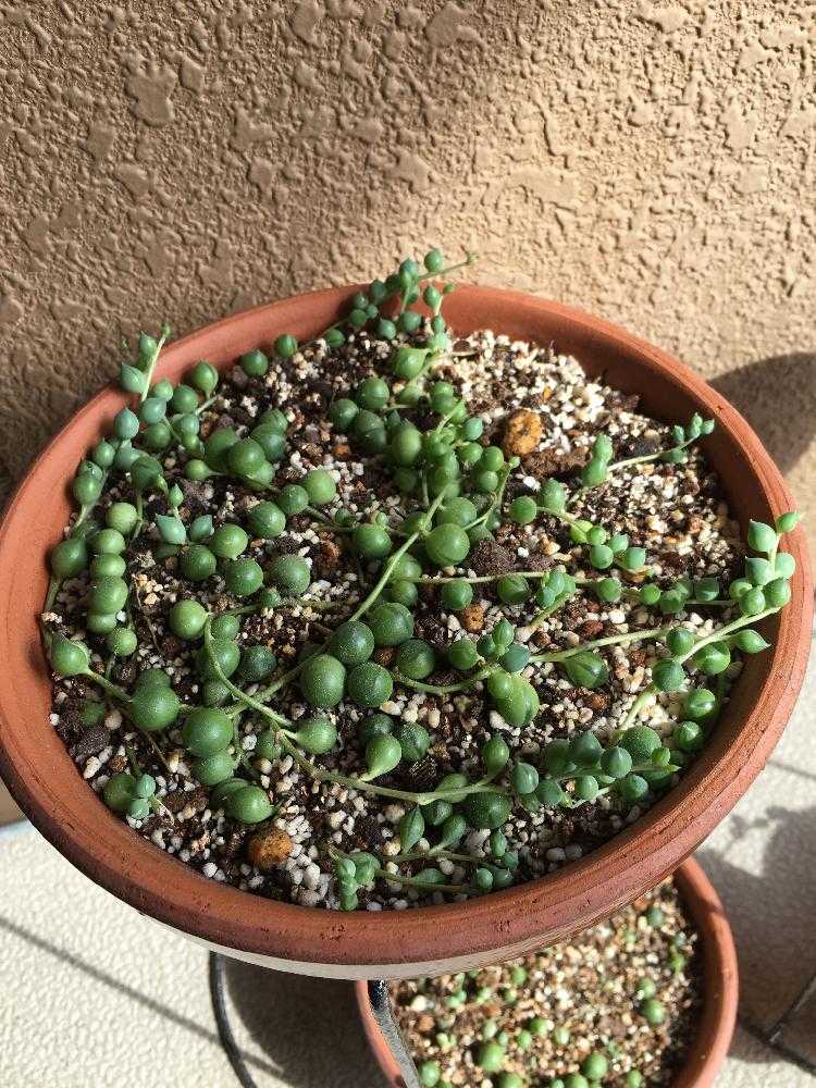 グリーンネックレスの成長記録｜🍀GreenSnap（グリーンスナップ）