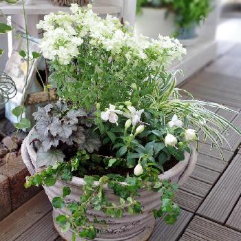 バーベナ ラナイ ライムグリーンの投稿画像一覧 Greensnap グリーンスナップ