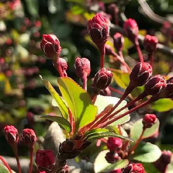 カイドウザクラの投稿画像一覧 Greensnap グリーンスナップ