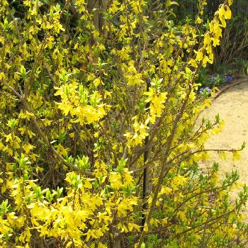 庭の花 切花向きの投稿画像一覧 Greensnap グリーンスナップ