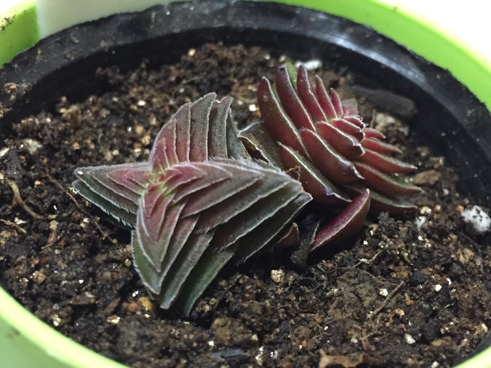 茜の塔の投稿画像 By ユッキーさん クラッスラ属と多肉男子と多肉植物 17月3月26日 Greensnap グリーンスナップ