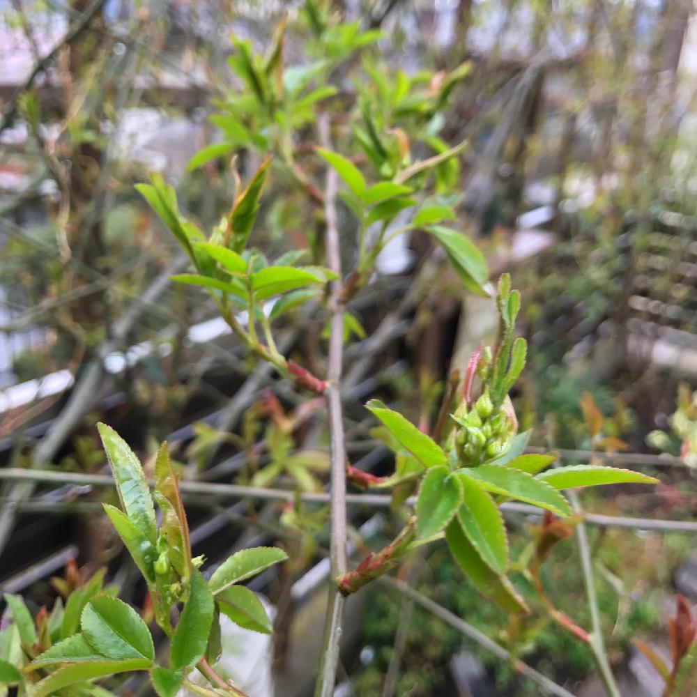 モッコウバラの投稿画像 By Amiさん 植物のある暮らしと手作りの庭とつるバラとガーデニングと花のある暮らしとami S Gardenとバラの地植え 17月3月26日 Greensnap グリーンスナップ