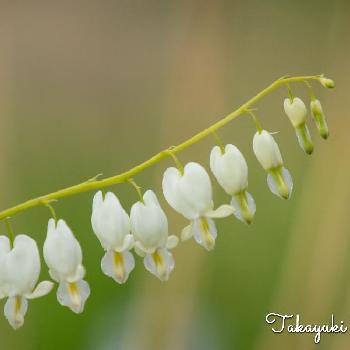花びら下向きの投稿画像一覧 Greensnap グリーンスナップ