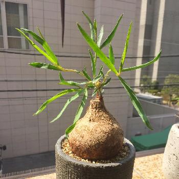 パキポディウム イノピナツム,多肉植物,塊根植物,実生,塊根の画像