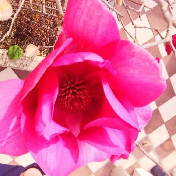 ヒヨドリ被害の投稿画像一覧 Greensnap グリーンスナップ