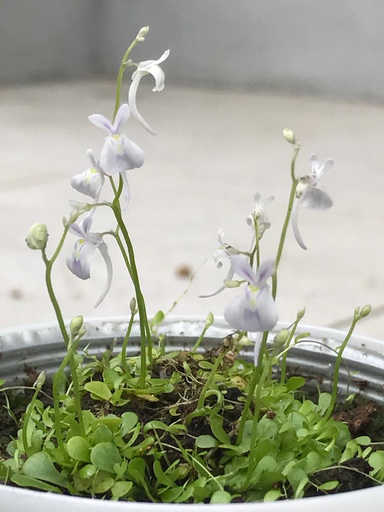 うさぎ草の投稿画像 By サボローさん 17月3月27日 Greensnap グリーンスナップ