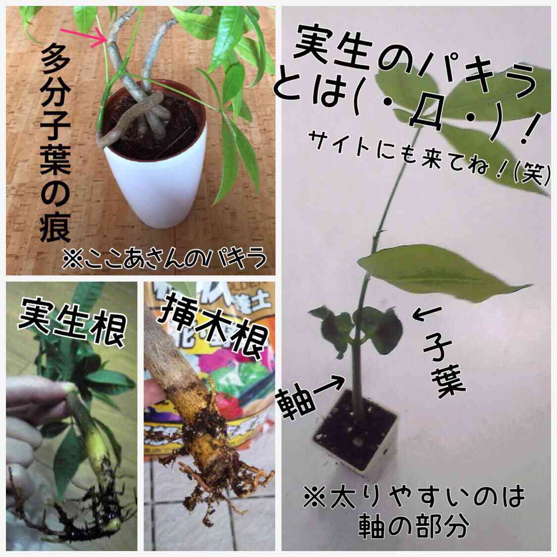 パキラの投稿画像 by chihayanさん｜部屋と実生と実生苗とパキラ中毒