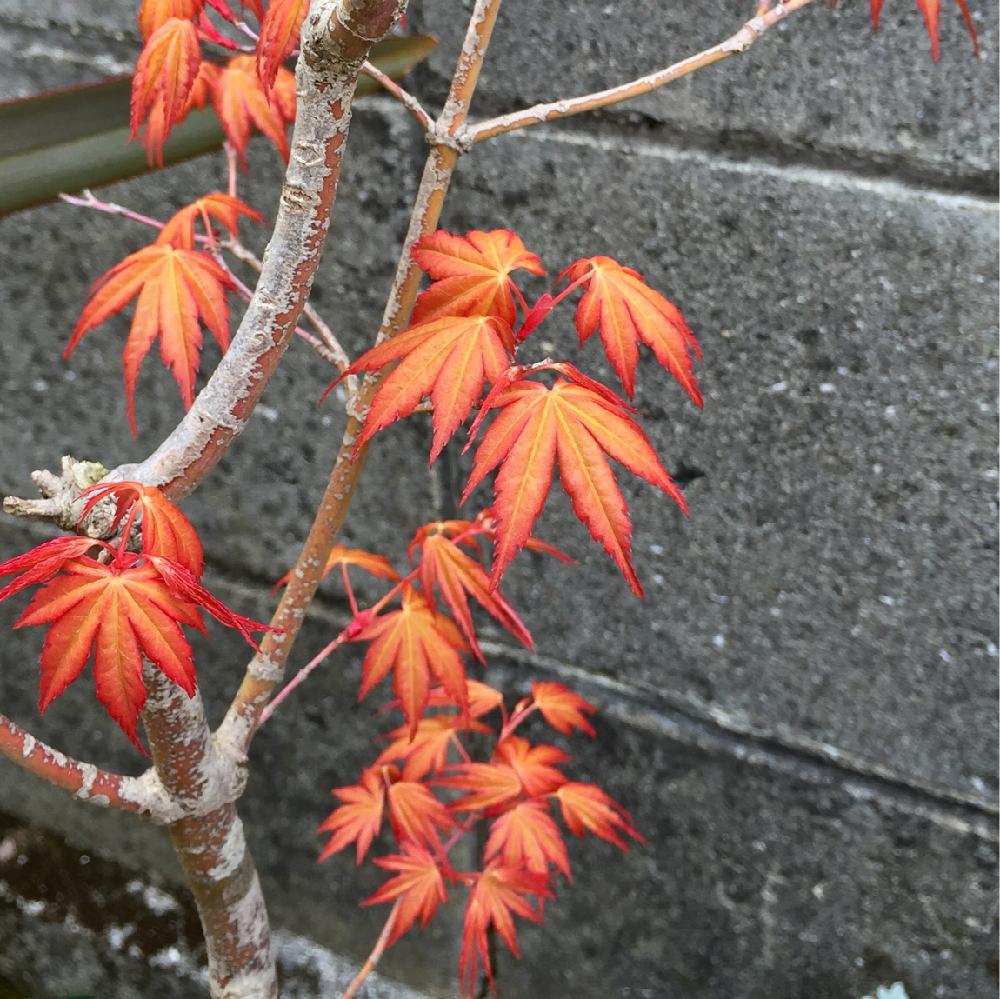 多分 オレンジドリームの投稿画像 By Sakura さん モミジと自己満足と植中毒と花のある暮らしと落葉樹と楽しみ と地植え 17月3月27日 Greensnap グリーンスナップ
