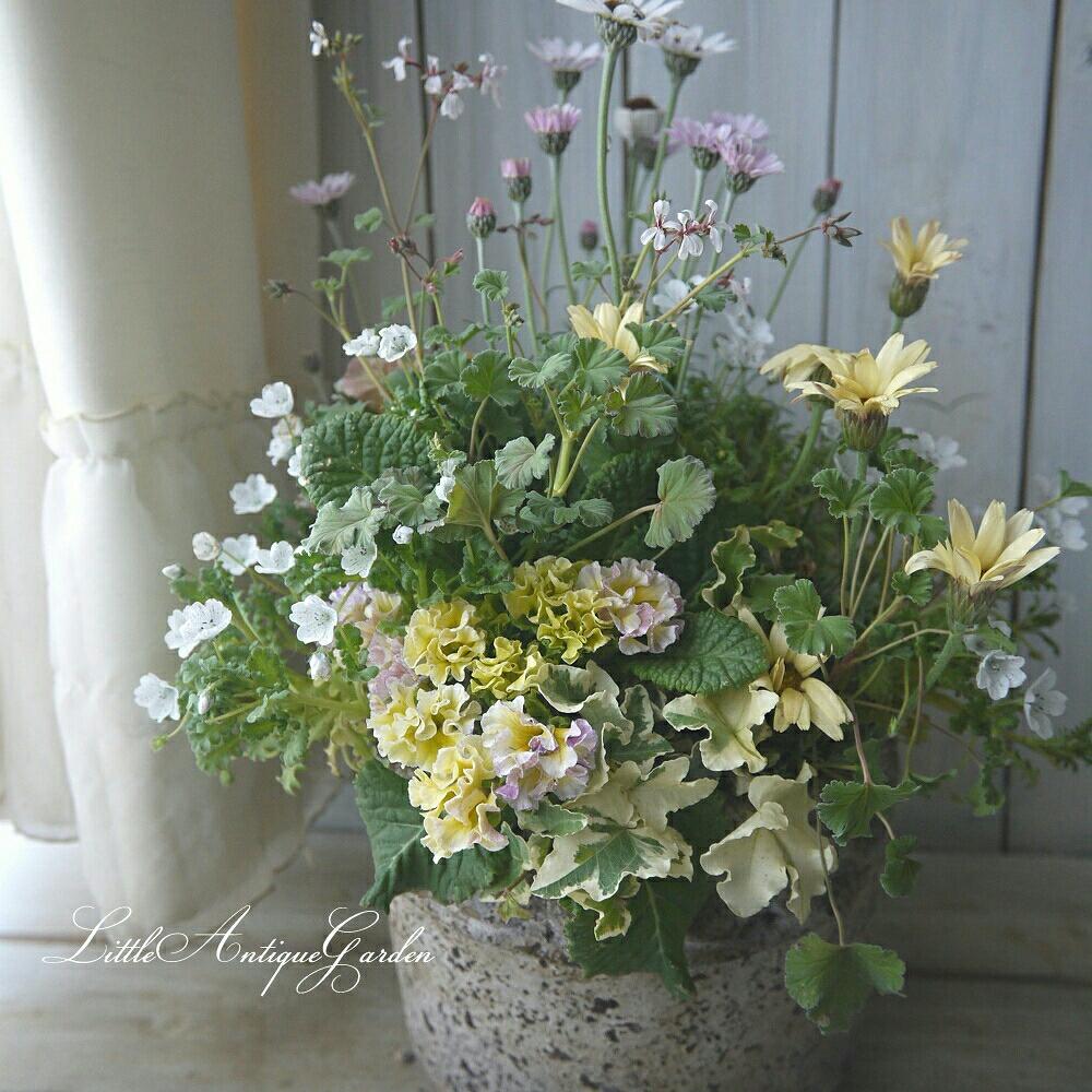 冬小物pt5倍 シックな寄せ植え 春の花 大安売り フラワー ガーデン Www Geeksblood Com