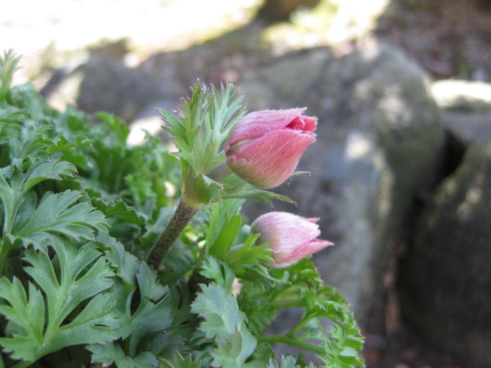 アネモネ ダブルコロナリアの投稿画像 By Rinaさん アネモネ大好き 17月3月28日 Greensnap グリーンスナップ