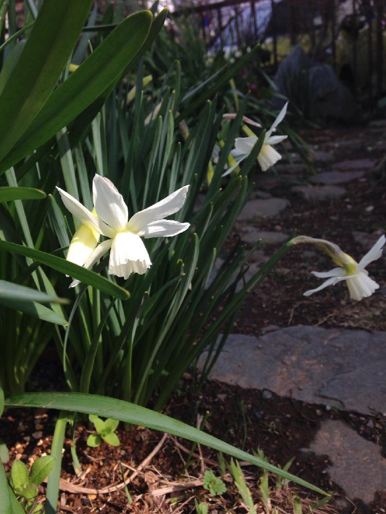 最も欲しかった 水仙 タリア 育て方 誕生 日 ライン 友達
