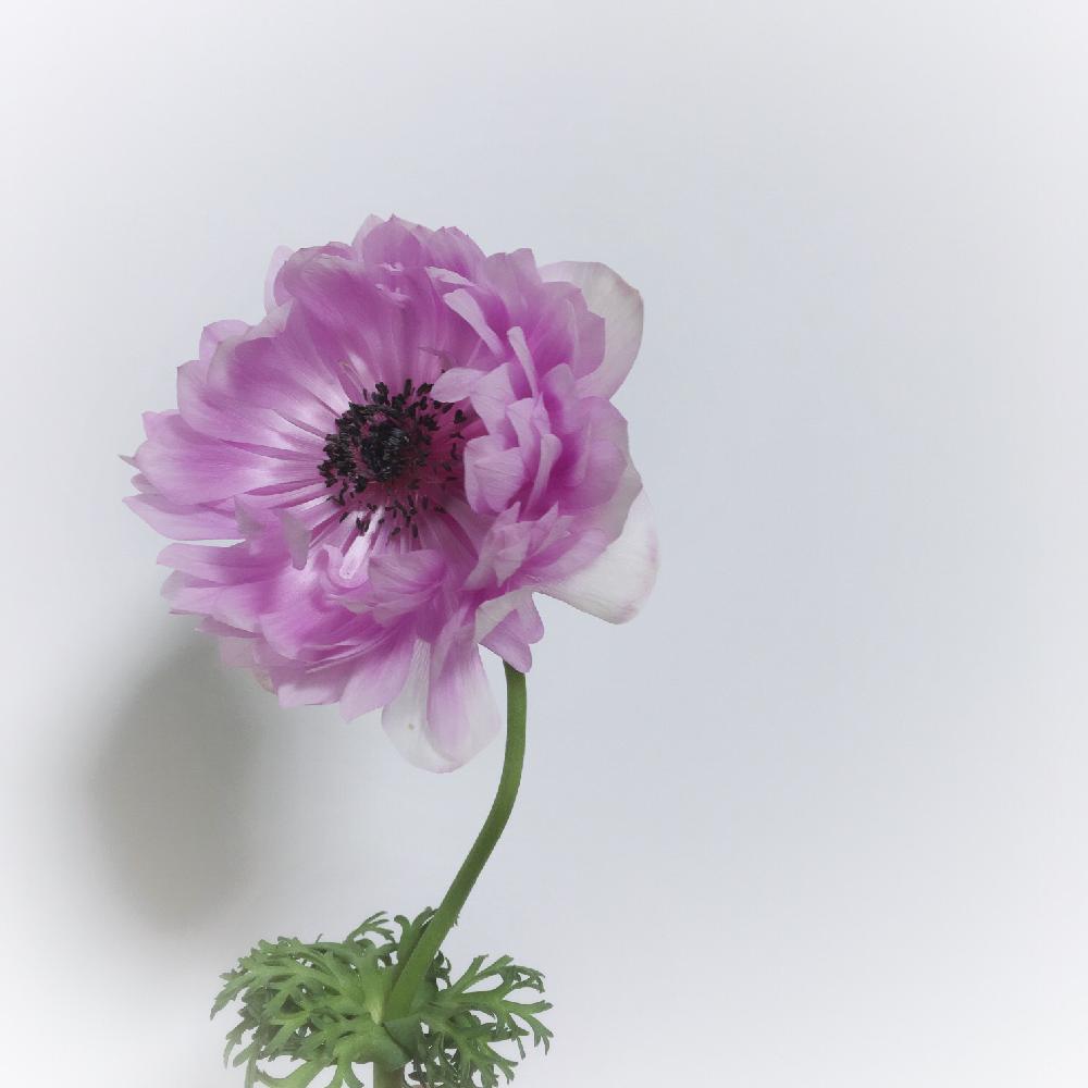 アネモネの投稿画像 By Konaさん 八重咲き アネモネと部屋とピンクの花とパープルと植中毒と今日のお花と八重咲きとピンクと植育とピンク の花とパープルと植中毒と今日のお花と八重咲きとピンクと植育 17月3月29日 Greensnap グリーンスナップ Greensnap