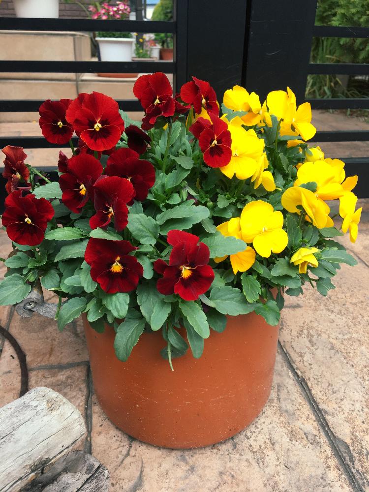 春ですよ の投稿画像 By ベジタさん きいろと赤い花と植木鉢と素敵 17月3月29日 Greensnap グリーンスナップ