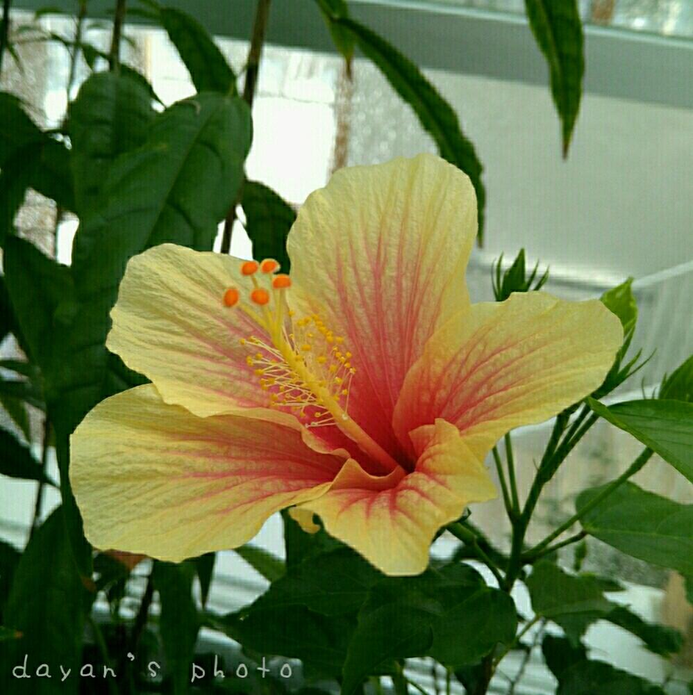 ハイビスカスの投稿画像 By Dayanさん ヒビスクスと温室と豊平公園 緑のセンターとスピッツ 17月3月29日 Greensnap グリーンスナップ