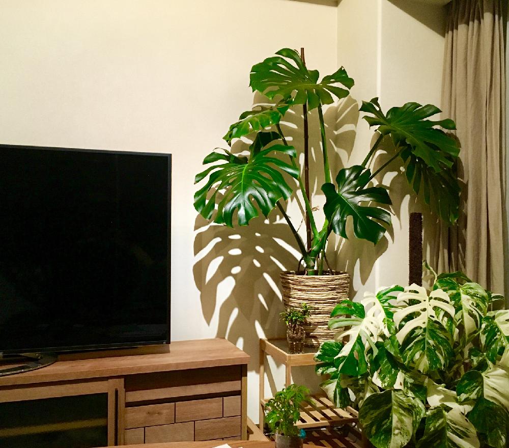 モンステラ 班入り - 植物/観葉植物