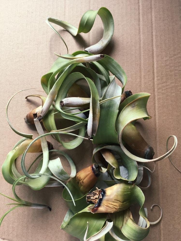 チランジア キセログラフィカの投稿画像 By ともさん 17月3月30日 Greensnap グリーンスナップ