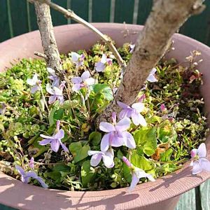 スミレ,鉢植え,花のある暮らし,屋上庭園,今日のお花の画像