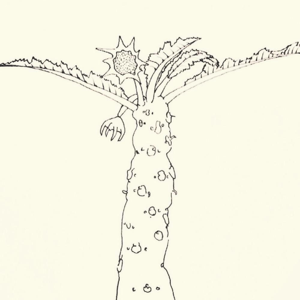 ドルステニア フォエチダの投稿画像 By セトさん イラストとドルステニアと塊根植物と多肉植物 2017月3月30日 Greensnap グリーンスナップ