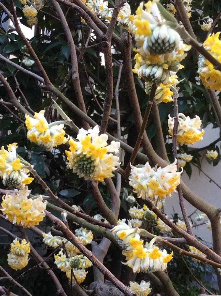 ミツマタの投稿画像 By マシュマロさん シンボルツリーと可愛らしい 17月3月30日 Greensnap グリーンスナップ