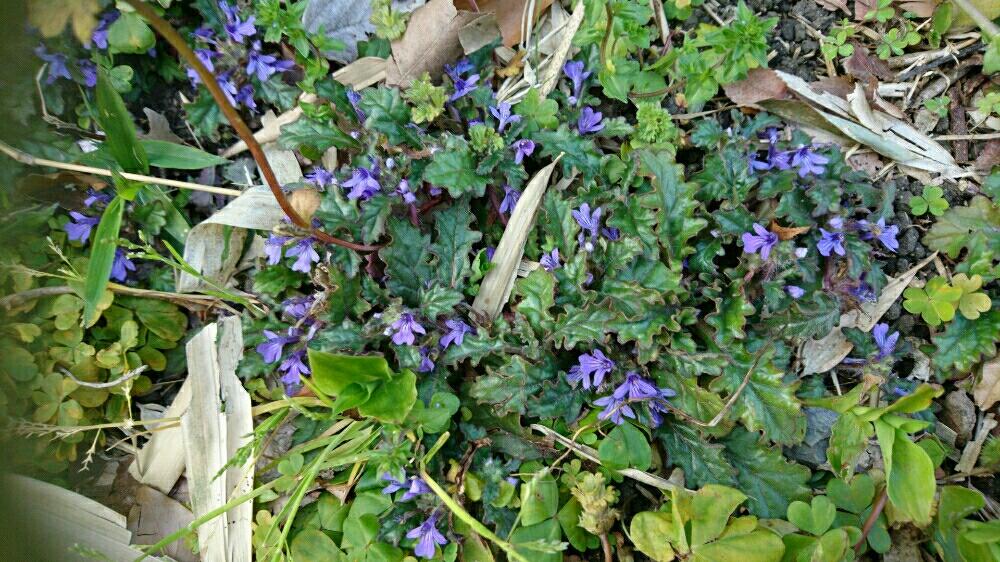 キランソウの投稿画像 By シューコさん 紫蘇科と紫の花と雑草と初めて見た 17月3月30日 Greensnap グリーンスナップ