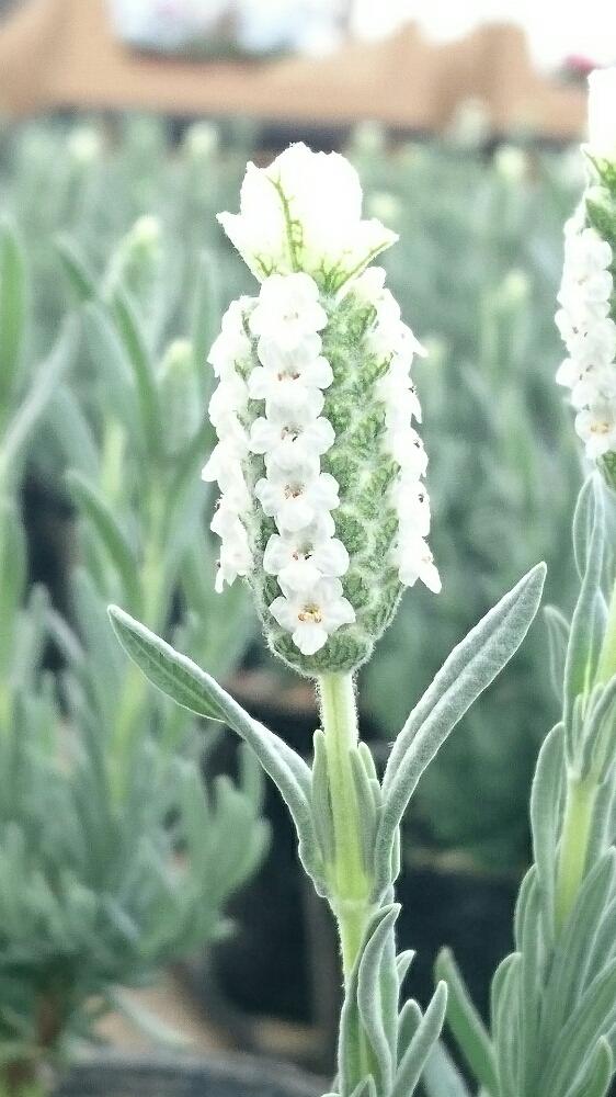 フレンチラベンダーの投稿画像 By よつばさん 白い花とうちの花 17月3月30日 Greensnap グリーンスナップ