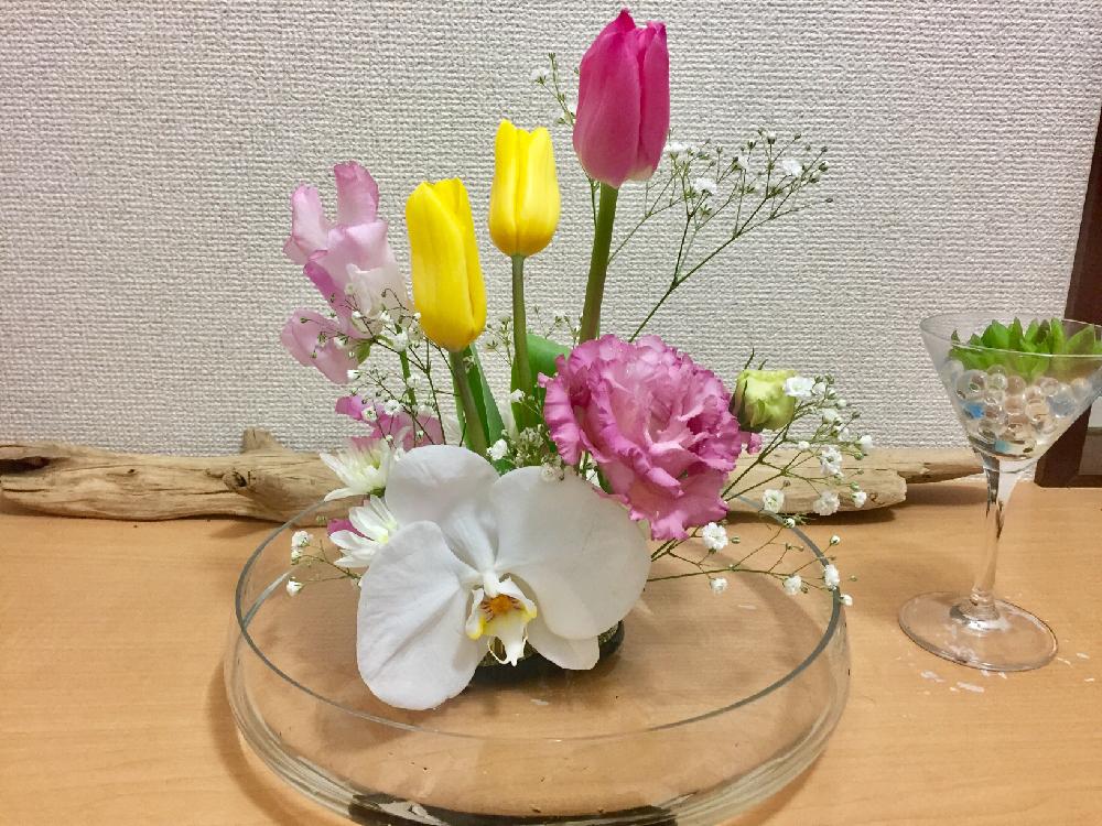 ハオルチアの投稿画像 By Jennyさん 観葉植物と100均とハオルチア属とイケアと胡蝶蘭の花と初心者と チューリップとコチョウラン と多肉植物とサボテンといけばなと多肉寄せ植えと生け花と流木 17月3月30日 Greensnap グリーンスナップ