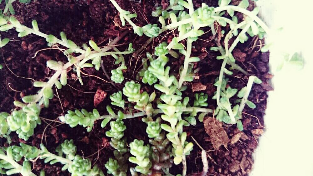 窓辺の投稿画像 By Milk Eggさん 名無しさん と雑草多肉と道端の草花と多肉女子と小さな多肉植物と名無しさん と雑草多肉と道端の草花と多肉 女子と小さな多肉植物 17月3月31日 Greensnap グリーンスナップ Greensnap グリーンスナップ