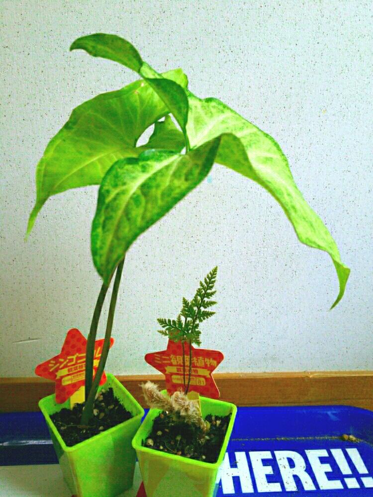 シンゴニウムの投稿画像 By Rainさん トキワシノブと観葉植物とダイソーと100均 17月3月31日 Greensnap グリーンスナップ