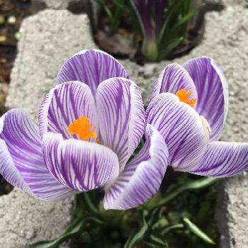 白と紫のクロッカスの投稿画像一覧 Greensnap グリーンスナップ