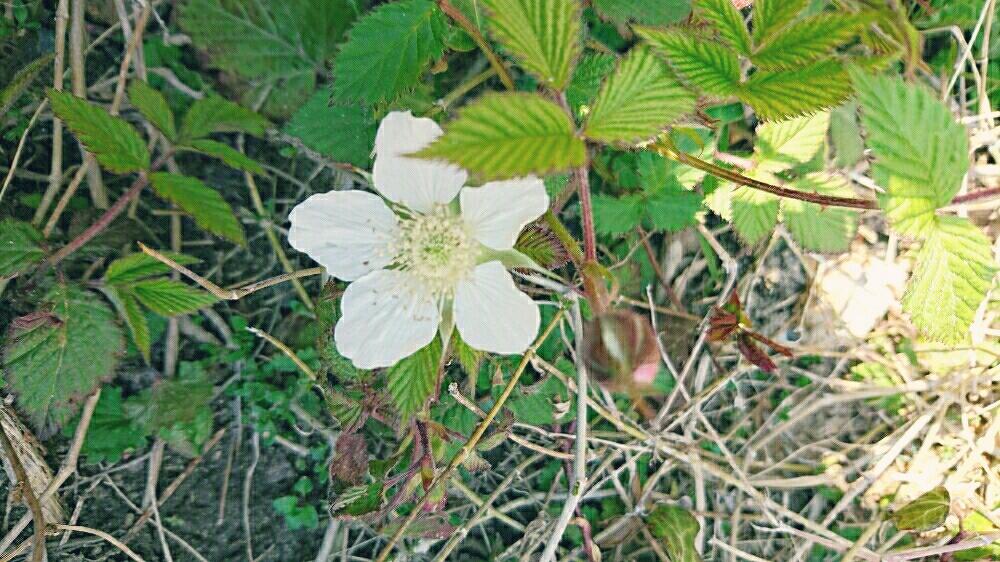 トゲトゲの投稿画像 By 林檎さん 春の訪れと植中毒と白い花と赤い実 17月3月31日 Greensnap グリーンスナップ