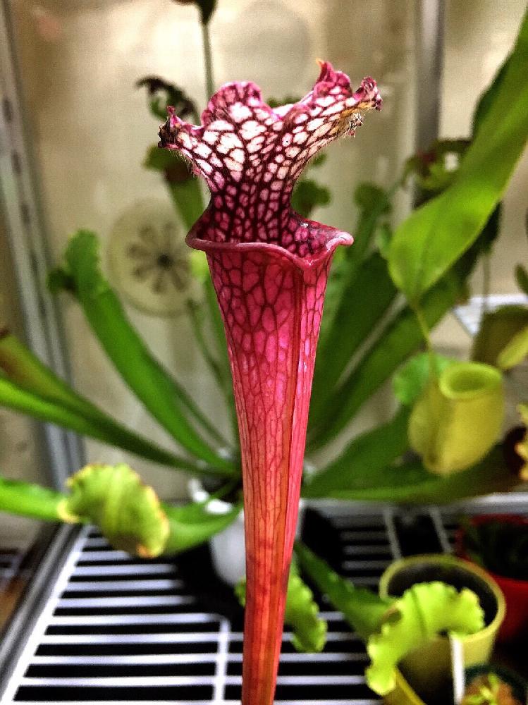 S Leucophylla Ruby Joyce の投稿画像 By ゆうゆう 食虫植物愛好家さん 部屋と 食虫植物 コンテストとサラセニア科と 食虫植物 コンテストとサラセニア科 17月3月31日 Greensnap グリーンスナップ Greensnap グリーンスナップ