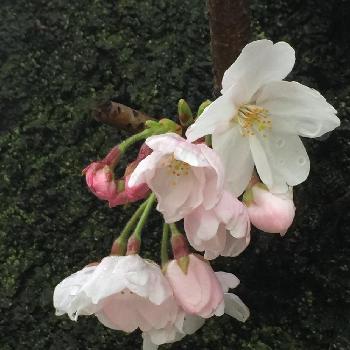 早咲き染井吉野の画像 by ケン太さん | お出かけ先と早咲き染井吉野としずくとアップ写真と今日のお花とあめふり