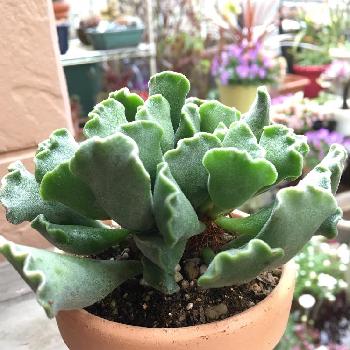 ナウシカの秘密の部屋みたいにしたい の投稿画像一覧 Greensnap グリーンスナップ