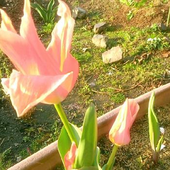 咲き揃いの画像 by Ponpandaさん | 小さな庭とチューリップと開花と春模様と咲き揃いとナチュラルスタイルと春の陽