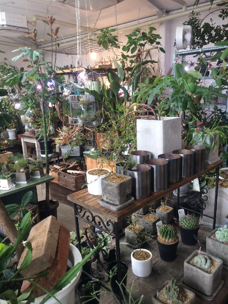 京都 二条の路地奥で観葉植物とアンティーク雑貨の販売 Cotoha の投稿画像 By ビバ たかしさん 17月4月1日 Greensnap グリーンスナップ