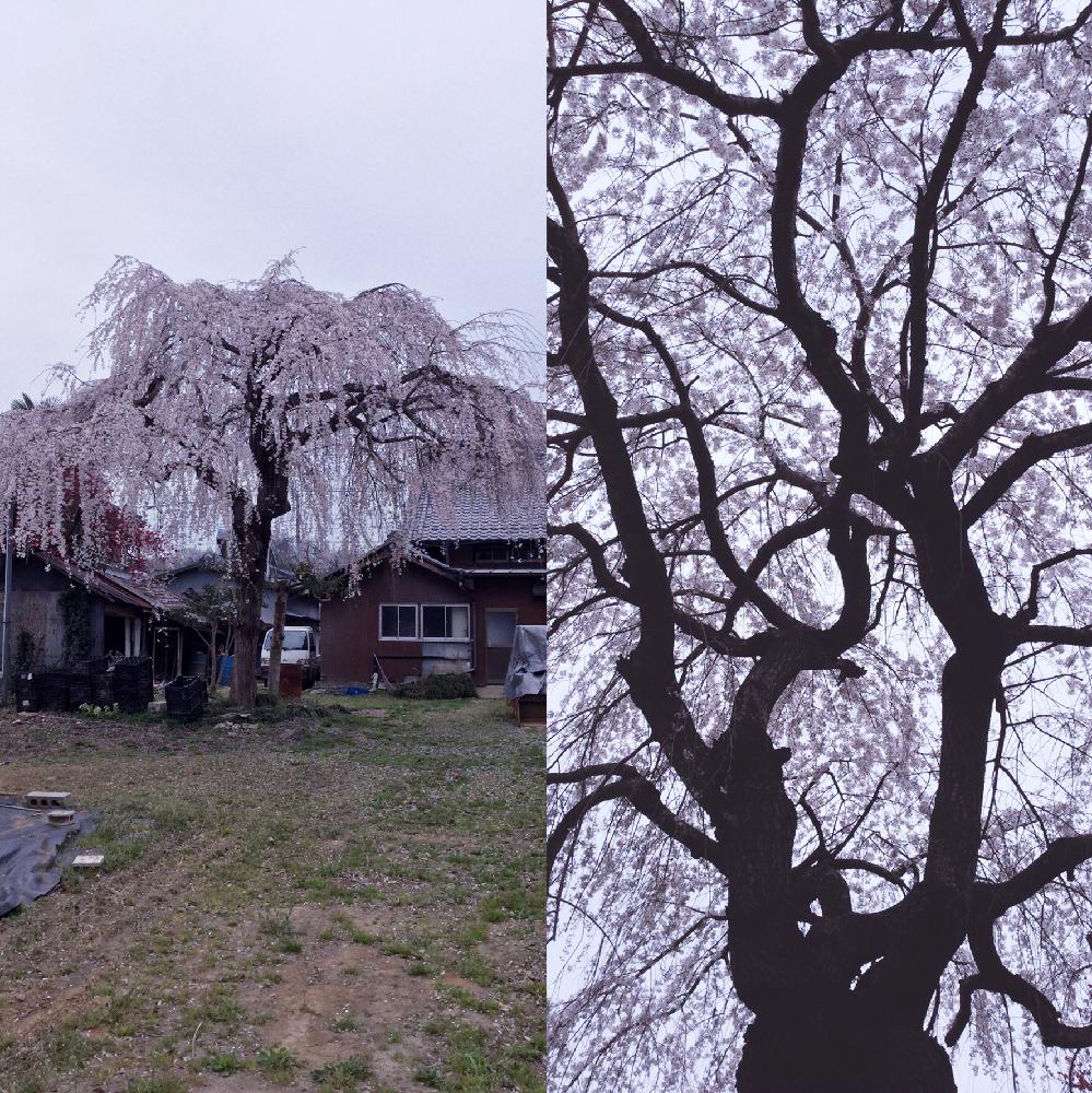 しだれ桜の投稿画像 By Applantsniwachayaさん 昨年の今日の桜と植えて何年たつのかな と季節の花と 桜 コンテストと映画 アバター の 木に似てるとお花見 17月4月2日 Greensnap グリーンスナップ