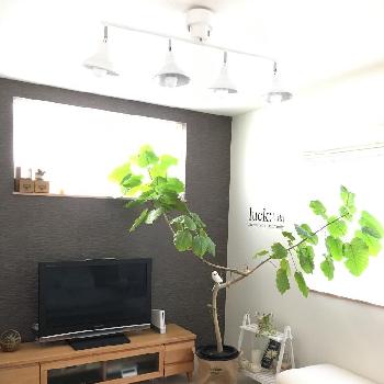 『植物と暮らすリビング』コンテストの画像 by miyuさん | 部屋と観葉植物と『植物と暮らすリビング』コンテストとわが家の観葉植物❢とフェイクグリーンと『植物と暮らす』コンテストとリビングとナチュラルスタイルとウンベラータ♡︎ʾʾとインダストリアルと男前