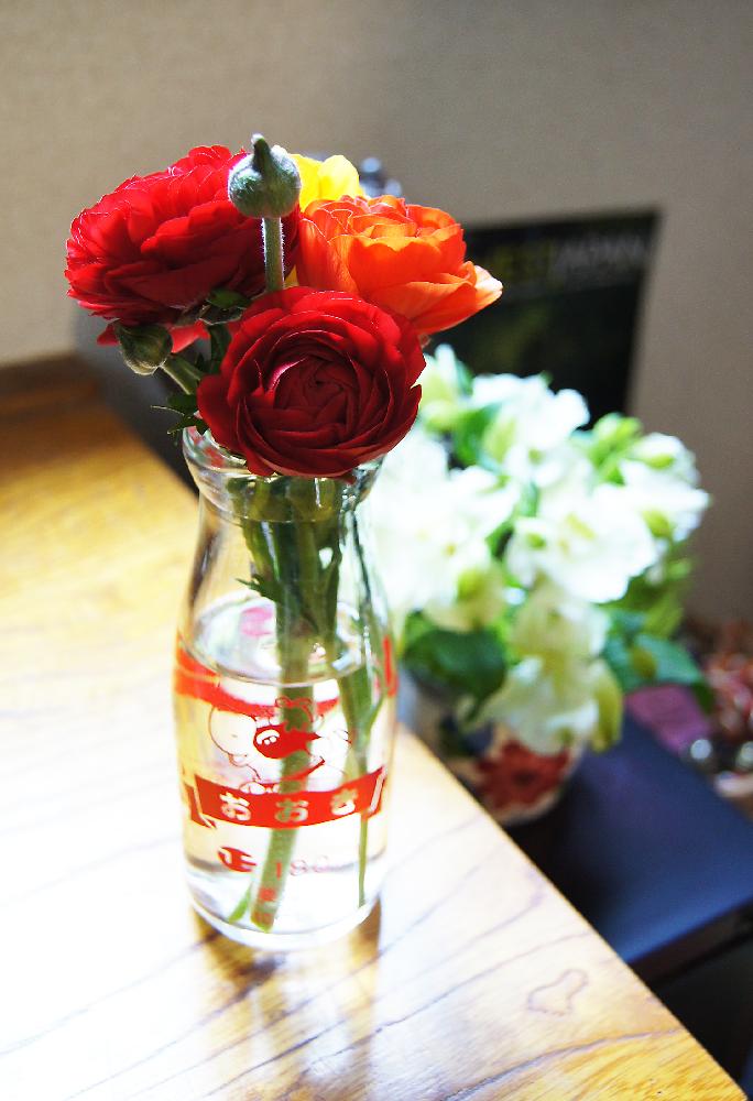 ラナンキュラスの投稿画像 By 荒田珈琲さん 玄関と今日の一枚と今日のお花と赤い花と牛乳瓶と切り花と今日の一枚と今日のお花と赤い花と牛乳瓶と切り花 17月4月2日 Greensnap グリーンスナップ Greensnap グリーンスナップ