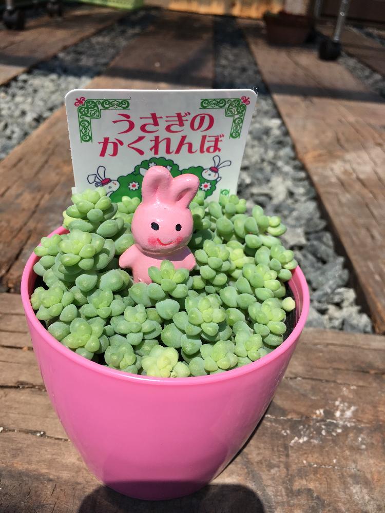 多肉植物の投稿画像 By ゆき娘さん 購買欲が止まりません とわが家の多肉スペースと植中毒と多肉一年生とkomeriと多肉 女子と398円とおおきくなあれと欲しいと記録用と多肉植物 ビアホップとウサギのかくれんぼとビールイエローホアム 17月4月3日