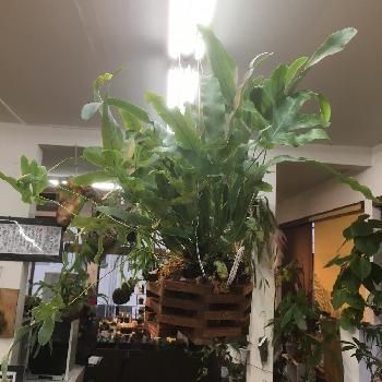 ポリポジウム オーレウム ブルースターの投稿画像一覧 Greensnap グリーンスナップ