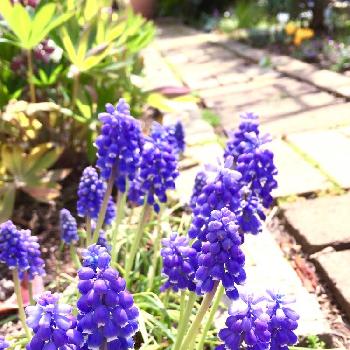 庭の花 切花向きの投稿画像一覧 Greensnap グリーンスナップ