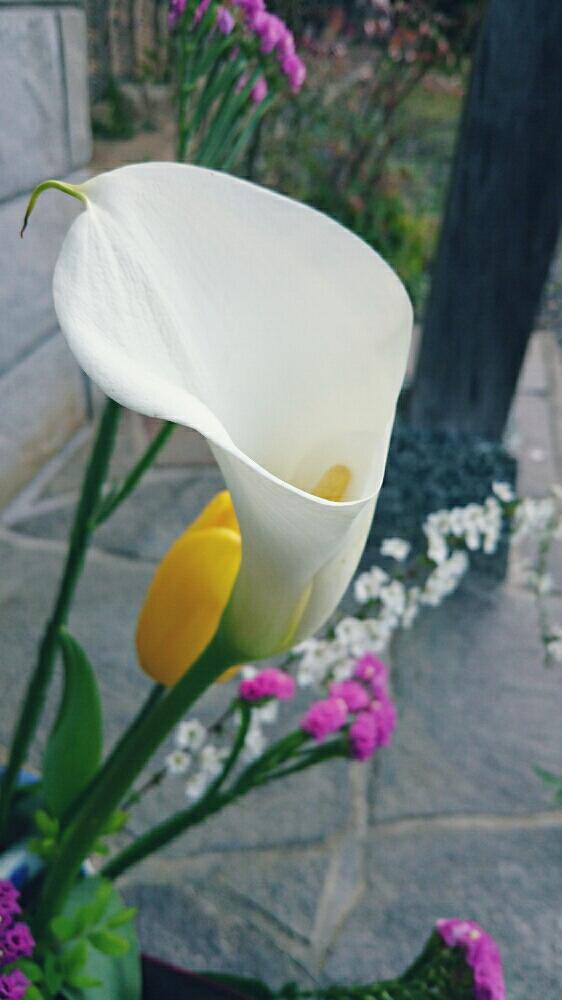 今日のお花の投稿画像 By ミンミンさん 白い花と大きいお花 17月4月3日 Greensnap グリーンスナップ