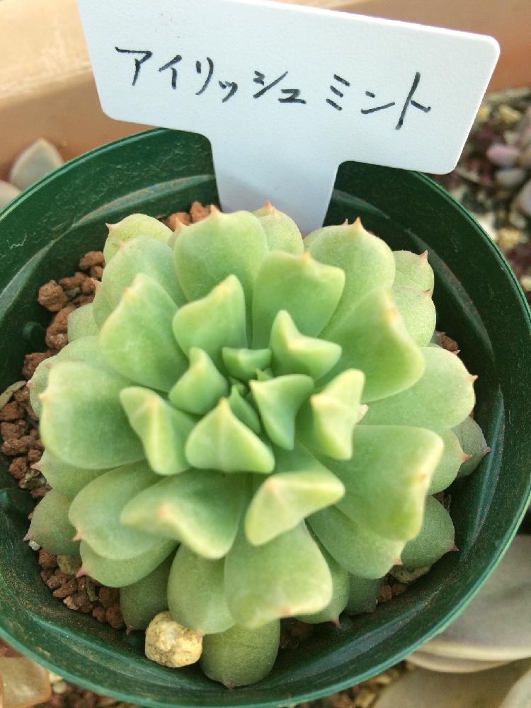多肉植物 エケベリア アイリッシュミント 群生
