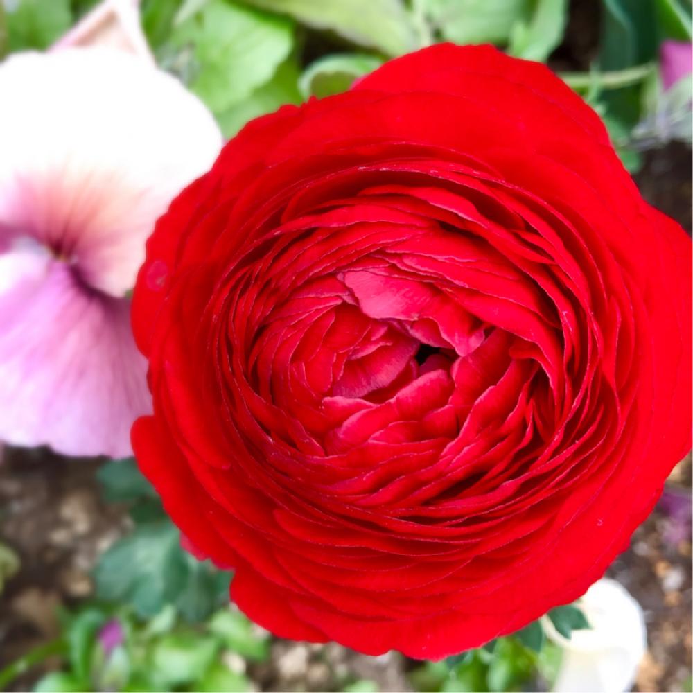春の花 の投稿画像 By Mioさん 赤い花とマンションの敷地庭と世界一花びらが多い花 ラナンキュラス 17月4月4日 Greensnap グリーンスナップ