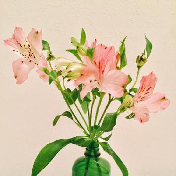 present for me♡の画像 by leosun♡35さん | インテリアとアルストロメリアと癒しの時間と植物との暮らしと可愛いお花と日々の暮らしの中の幸せと今日のお花とお花のある生活とプレゼント for meとご褒美フラワーとpresent for me♡