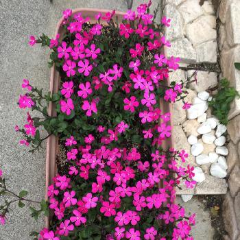 スパニッシュフラメンコの投稿画像一覧 Greensnap グリーンスナップ