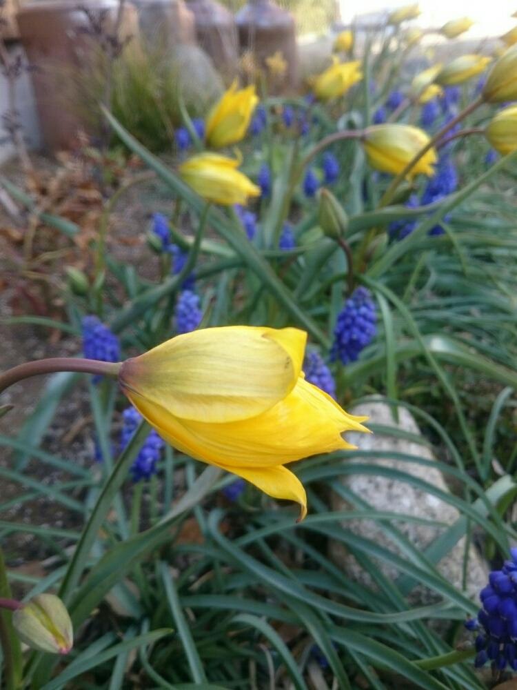 ムスカリの投稿画像 By いたのかペリーさん 原種チューリップ シルベストリスと広い庭と植えっぱなし球根と最近の庭と植えっぱなし球根と最近の庭 17月4月4日 Greensnap グリーンスナップ Greensnap グリーンスナップ