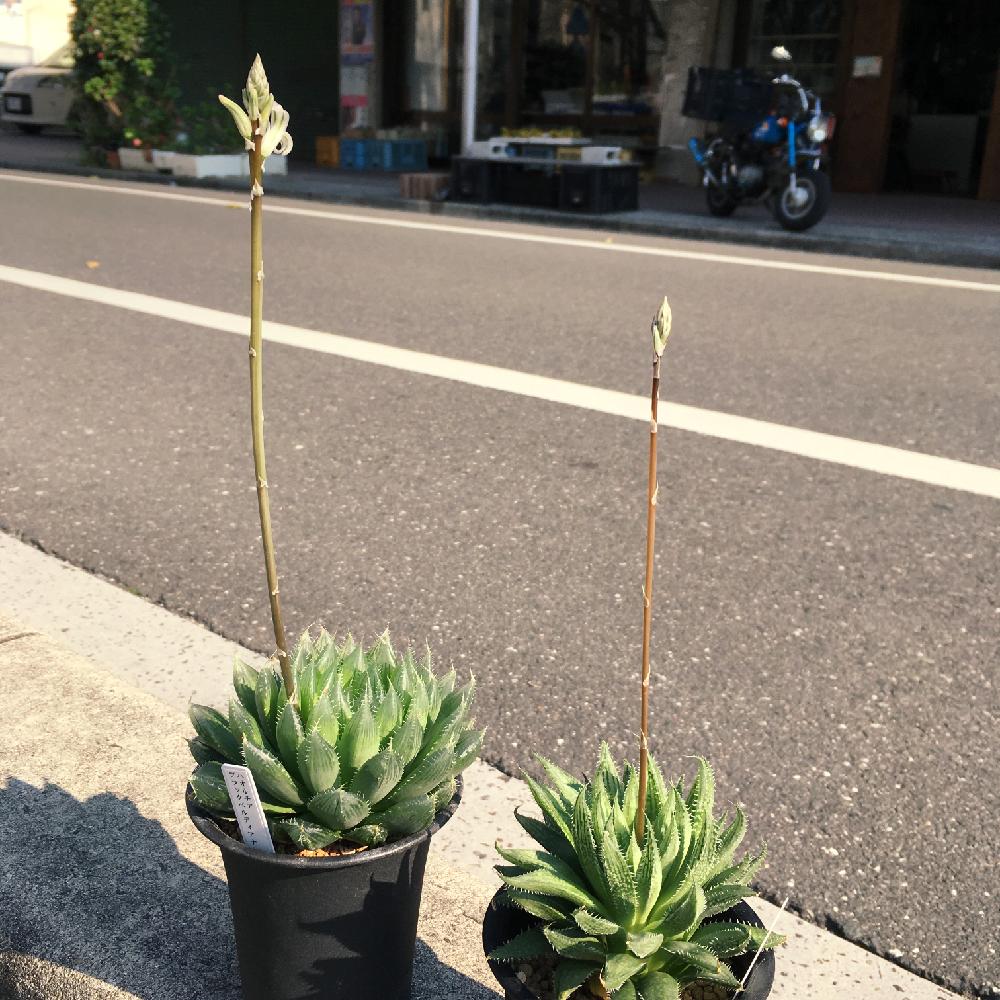 多肉植物の投稿画像 By Woncloさん 愛知と豊橋とハオルチア属と店頭販売 17月4月4日 Greensnap グリーンスナップ 多肉植物の投稿画像 By Woncloさん 愛知と豊橋とハオルチア属と店頭販売 17月4月4日 Greensnap グリーンスナップ