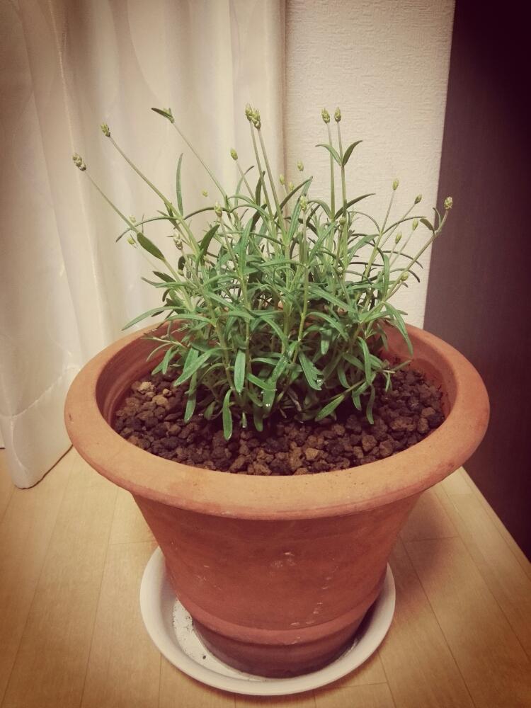 イングリッシュラベンダーの投稿画像 By まりもさん 植え替えと鉢植え 17月4月4日 Greensnap グリーンスナップ イングリッシュラベンダーの投稿画像 By まりもさん 植え替えと鉢植え 17月4月4日 Greensnap グリーンスナップ